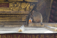 nepal_kathmandu_24